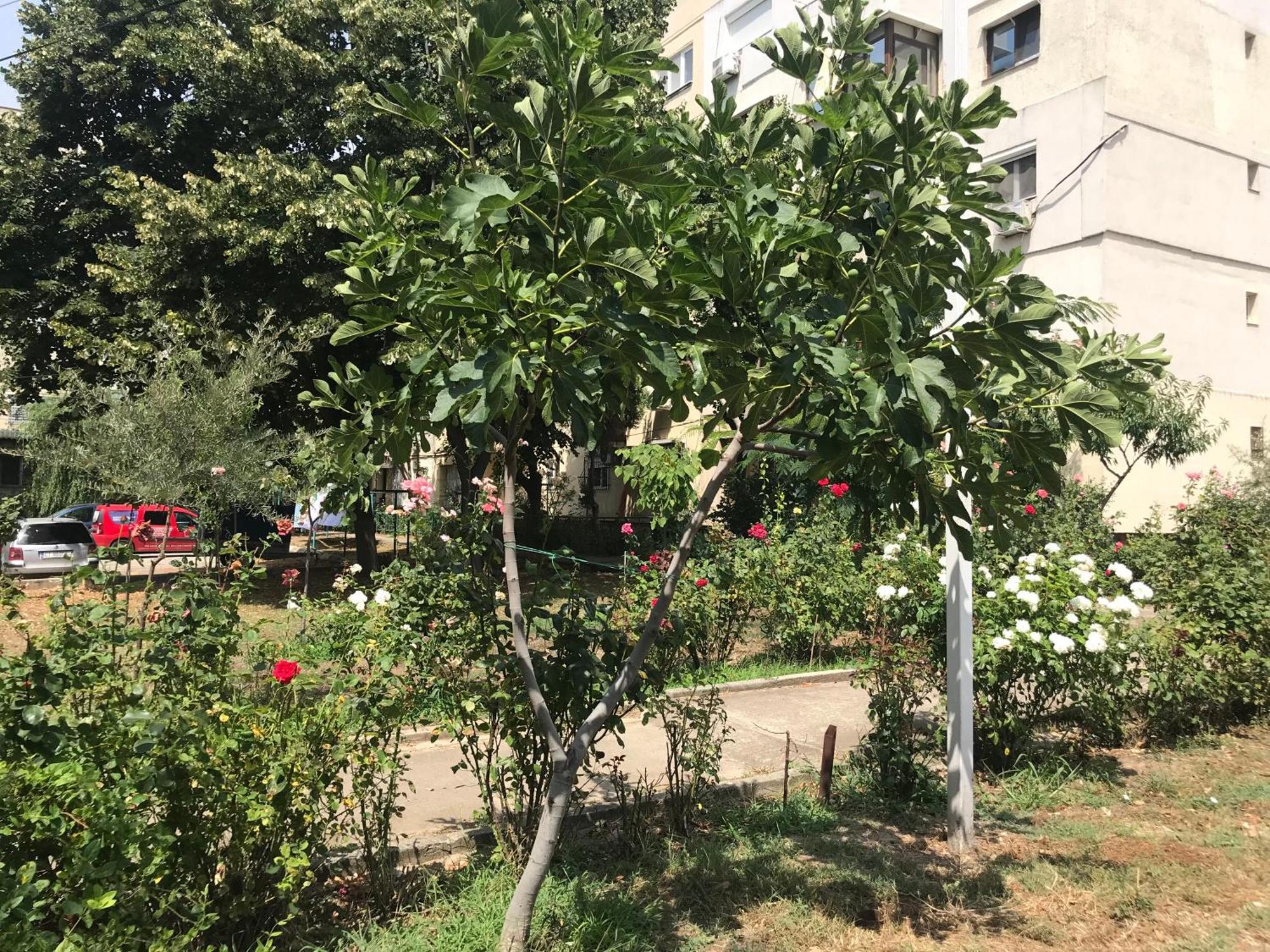 Apartament Langa Plaja Diana مانغاليا المظهر الخارجي الصورة